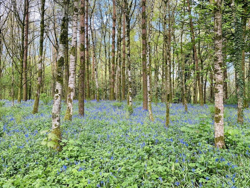 Woodland Clearings
