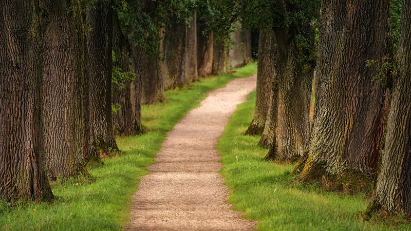 Black Forest in Germany