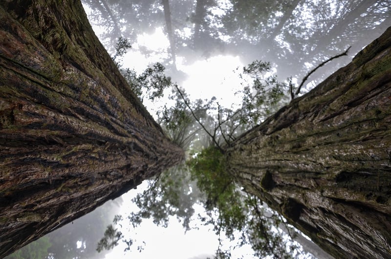 Redwood National Park in California