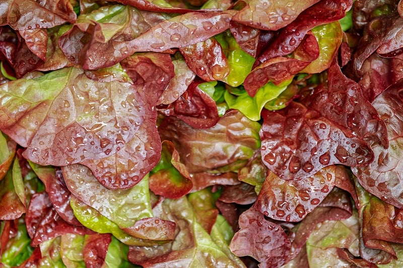 Salad with Dressing
