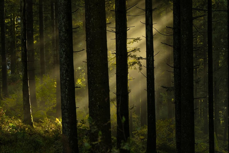 Enchanted forest in Scotland