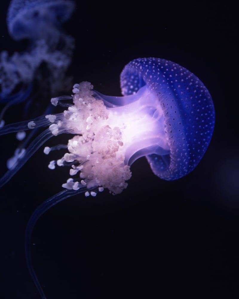 Magical Underwater World